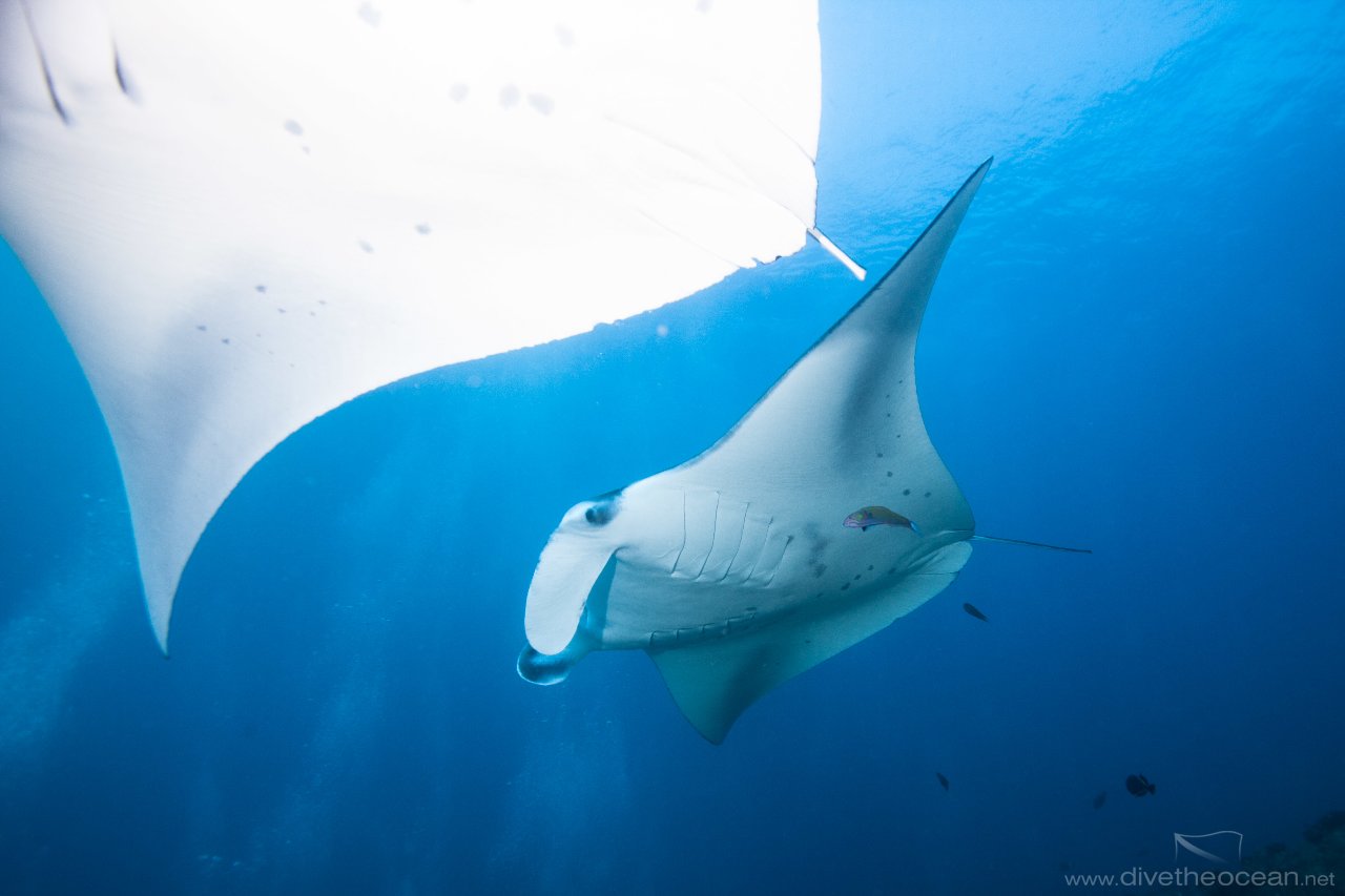 Manta Rays