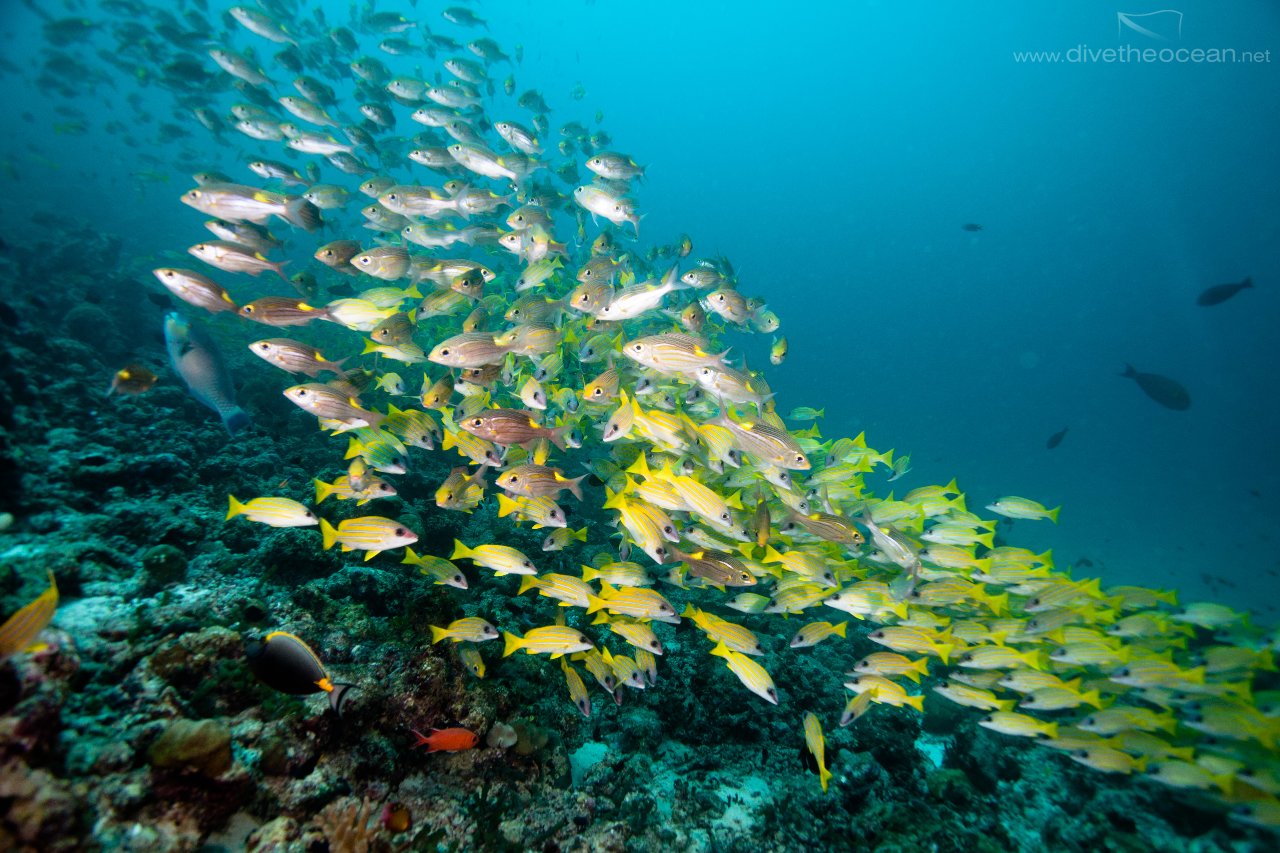 School of Blue Stripped Snappers