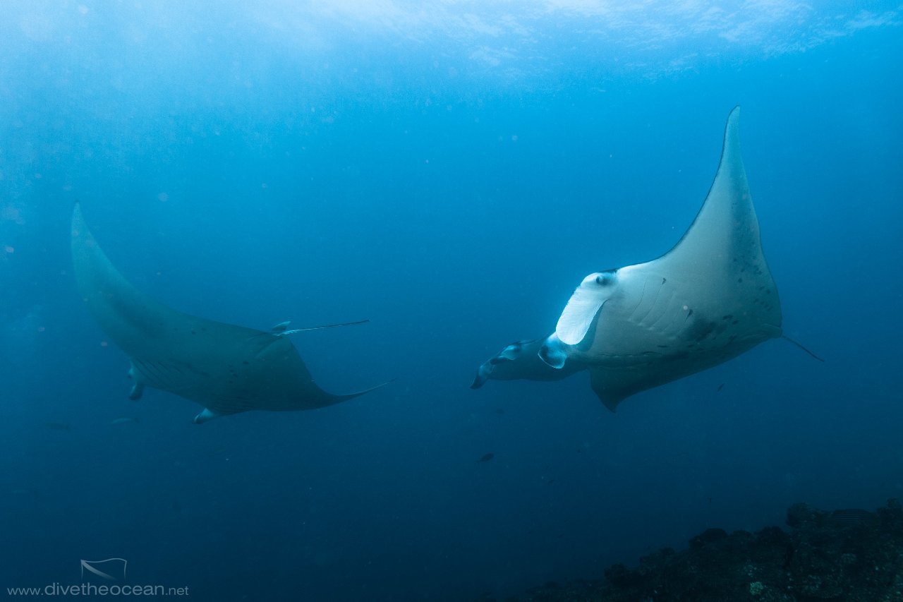 Manta Rays