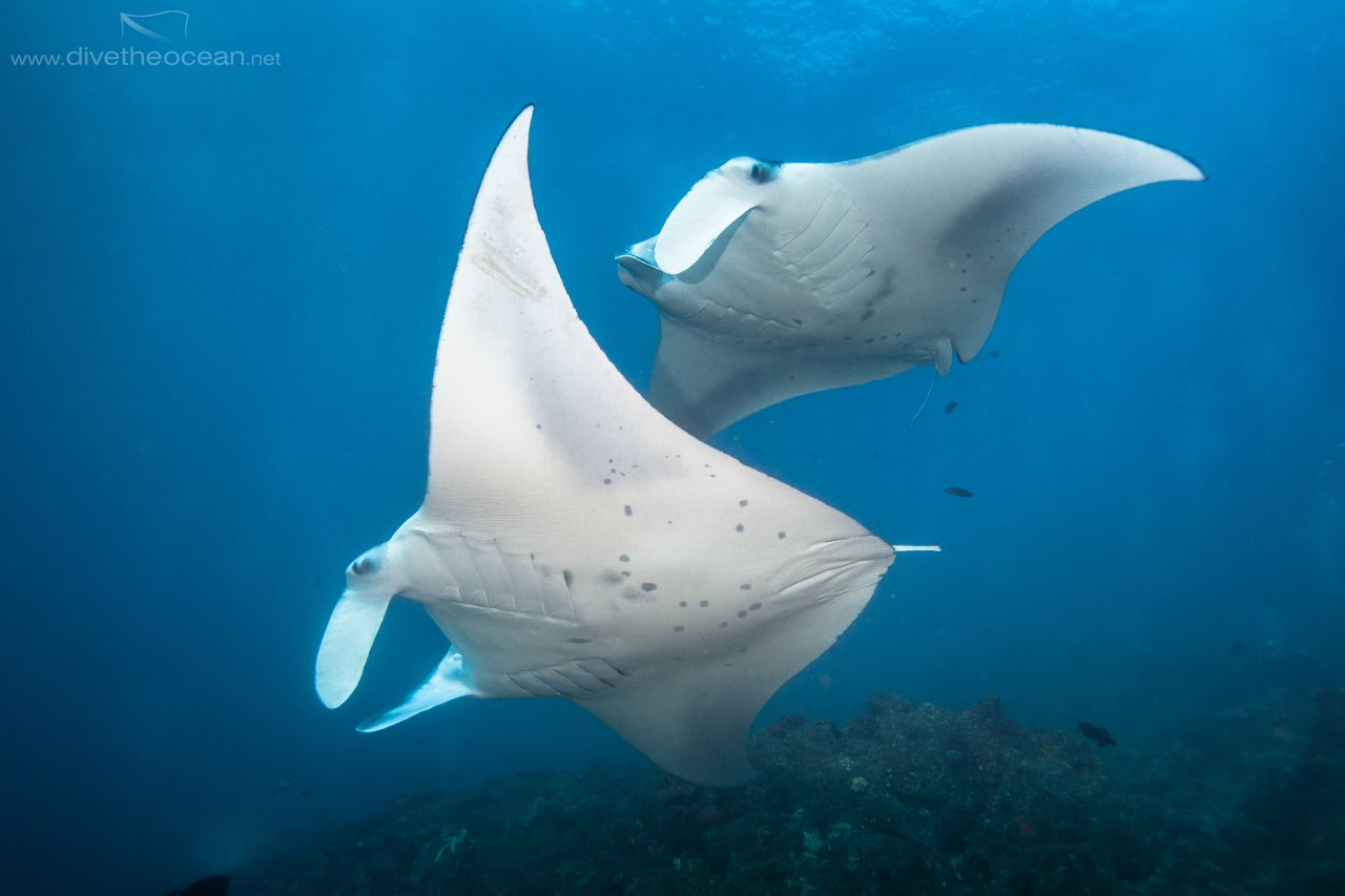 Dancing Mantas