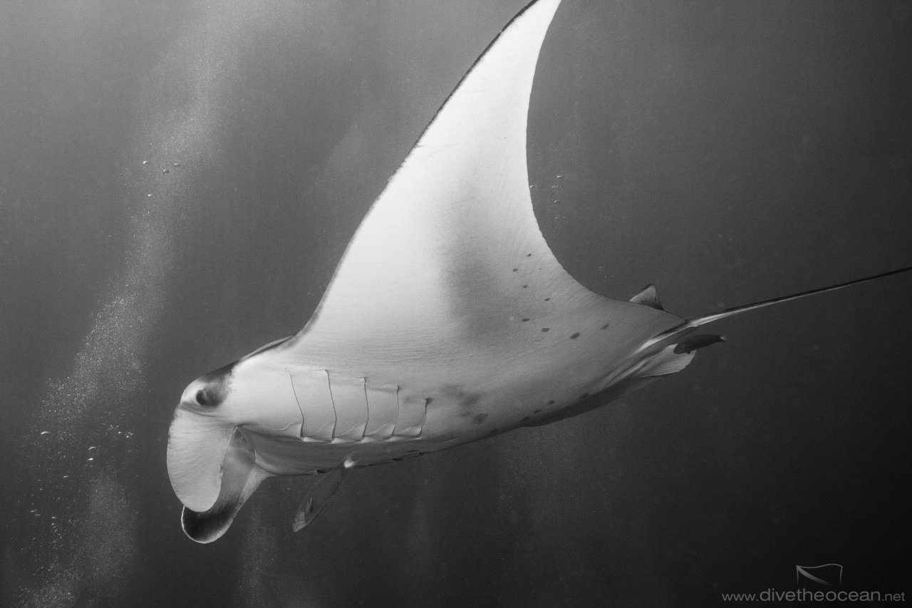 Flying Manta Ray