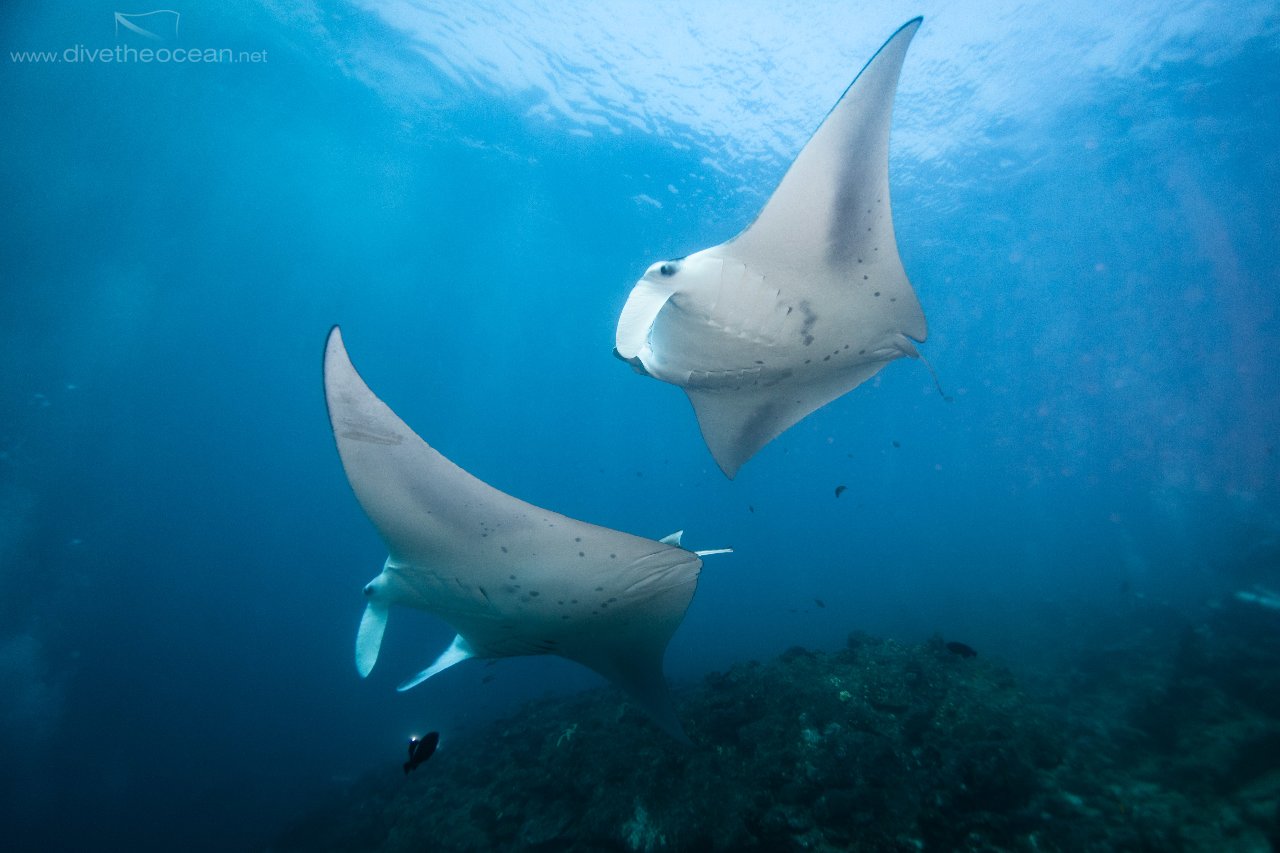 Flying Manta Rays