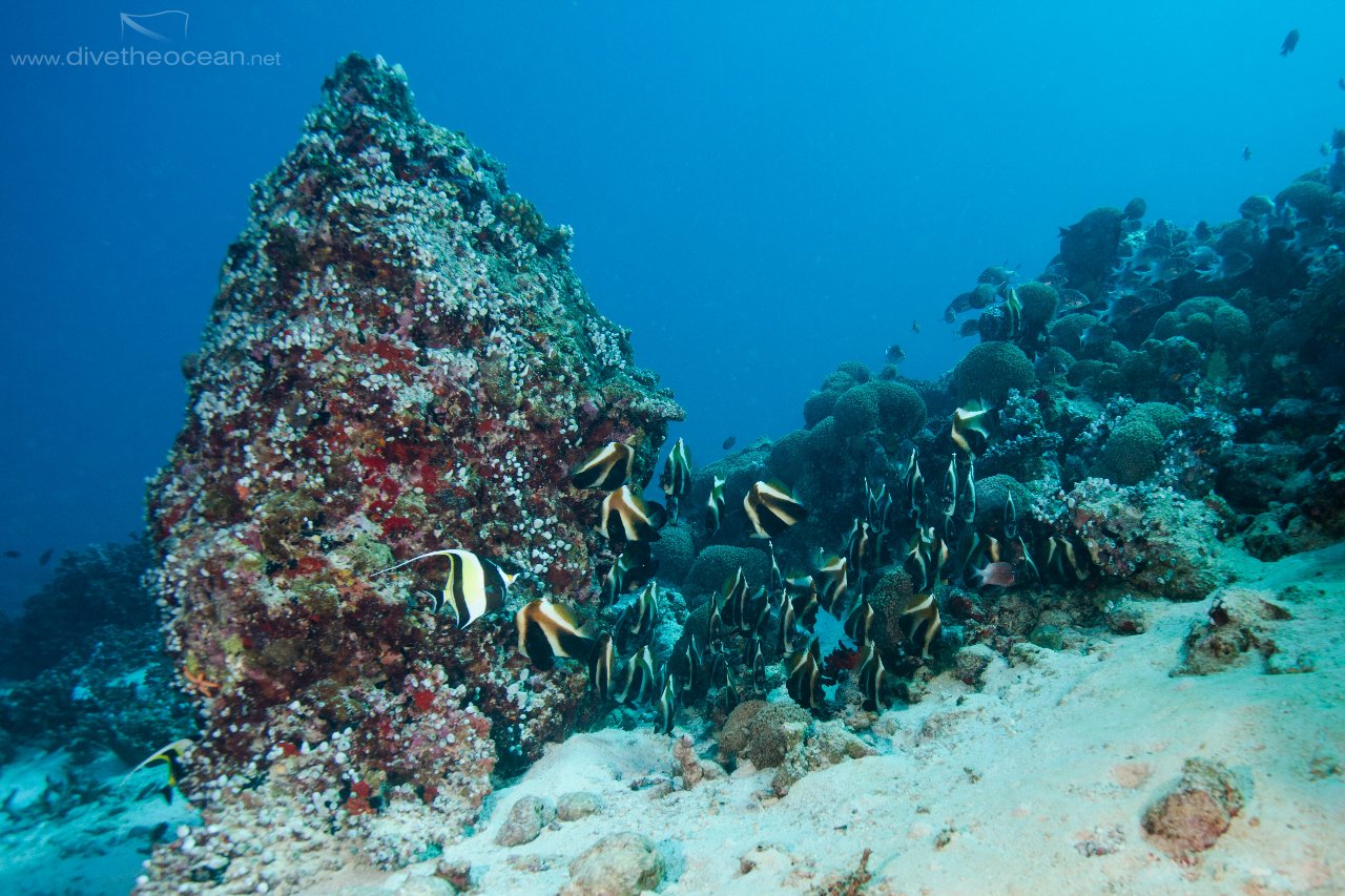 School of Bannerfish