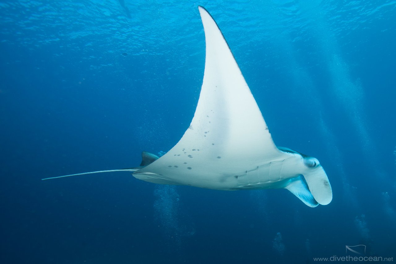 Manta Ray