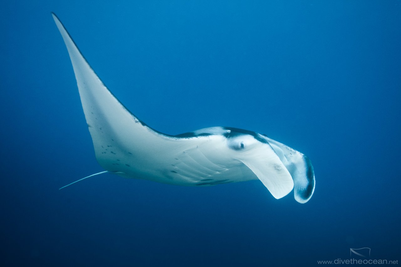 Manta Ray