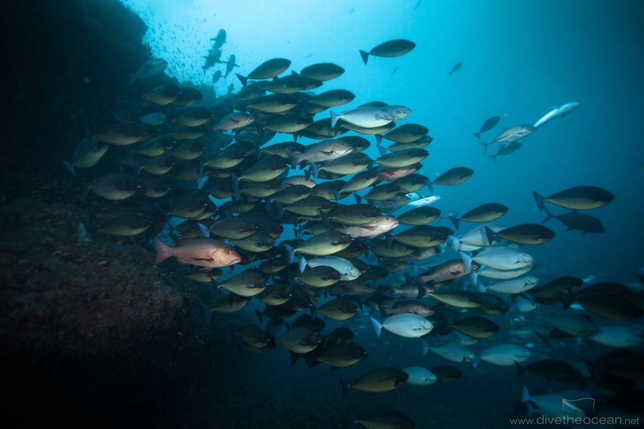 Cloud of Surgeon Fishes