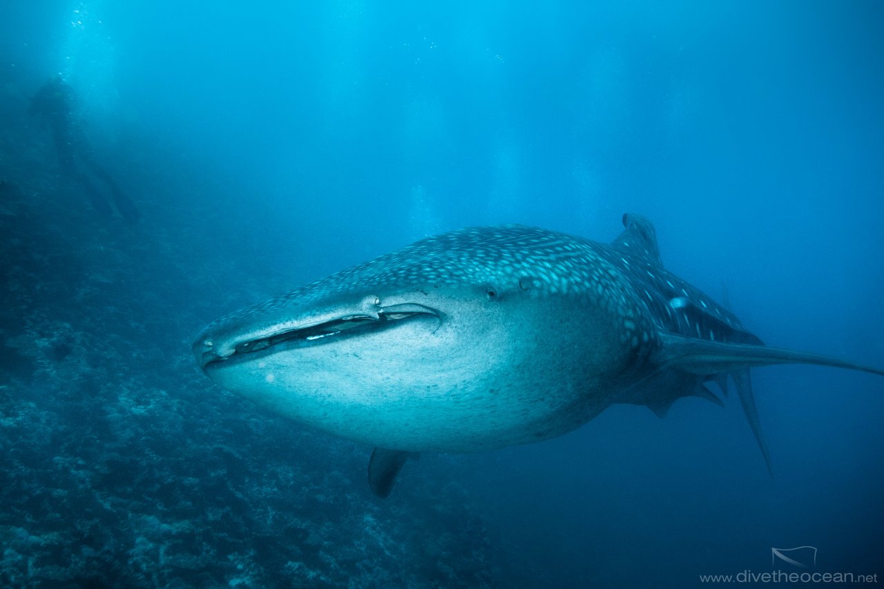 Whale Shark