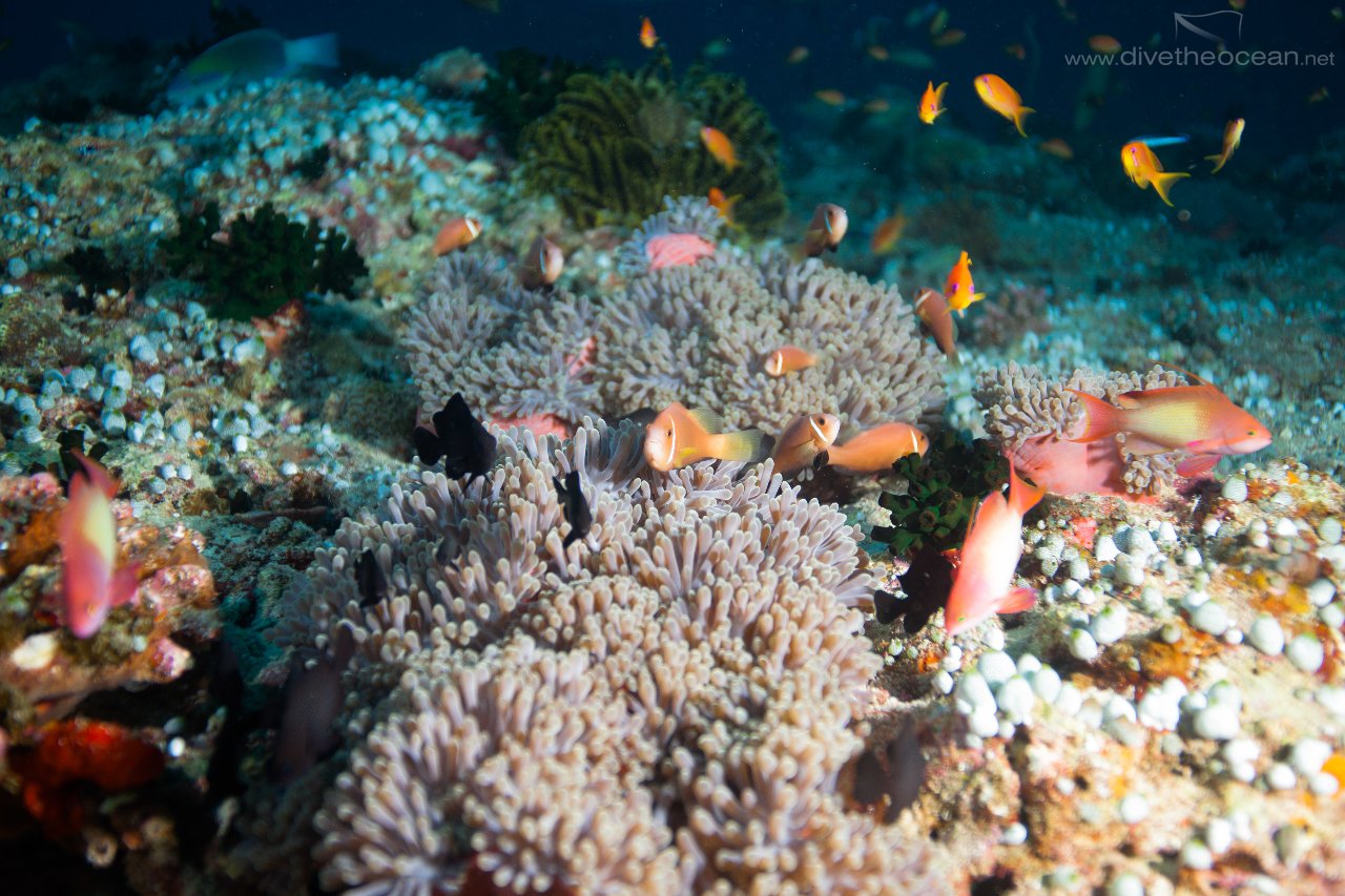 Maledives Anemone Fish
