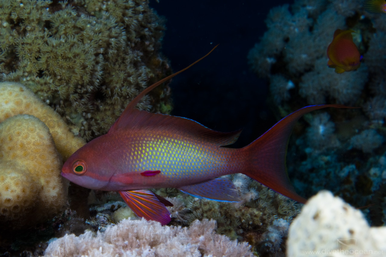 Jewel fairy basslet (Pseudanthias squamipinnis) - male