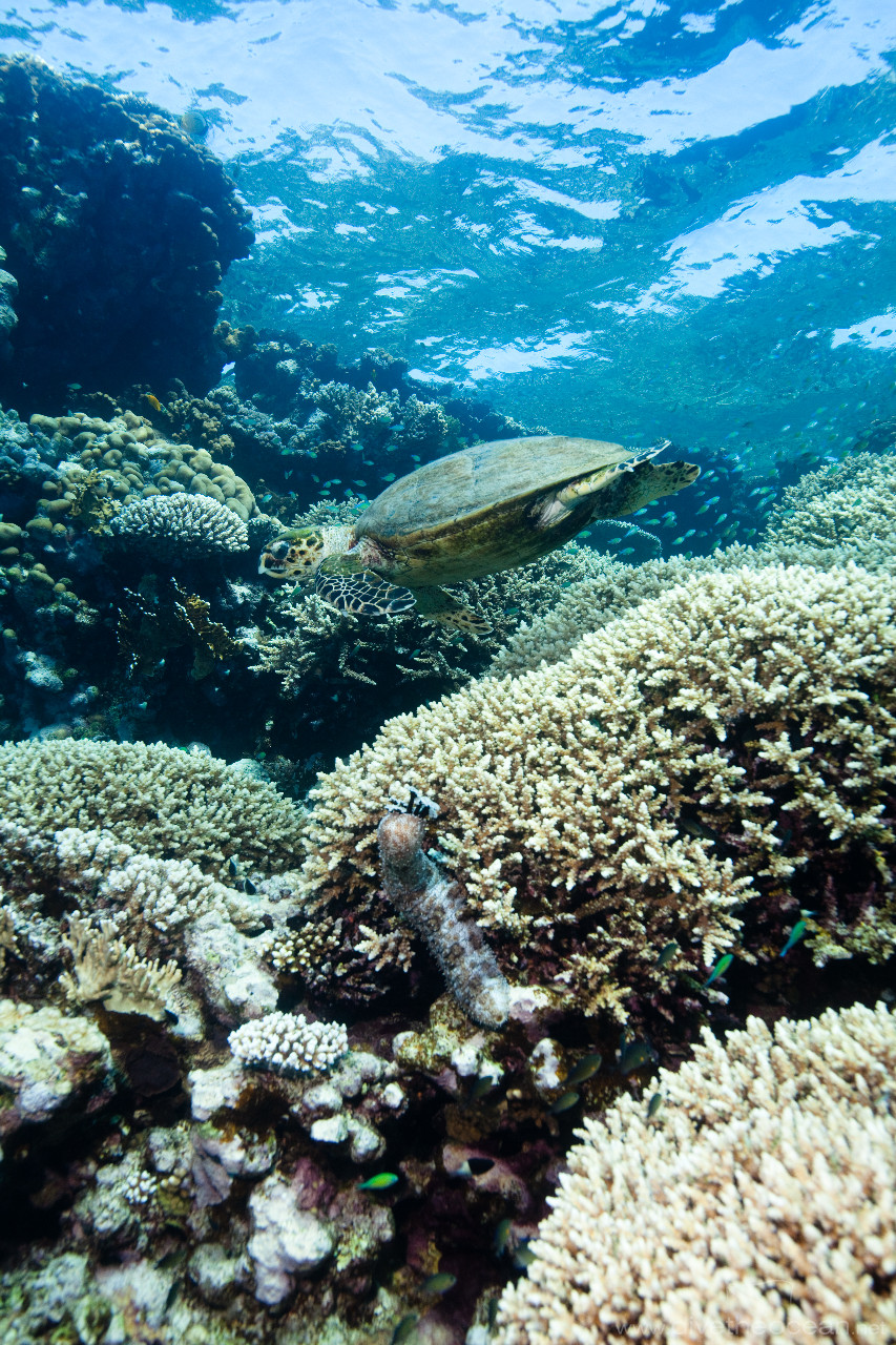 Hawksbill sea turtle (Eretmochelys imbricata) & Blackmouth sea cucumber (Pearsonothuria graeffei)