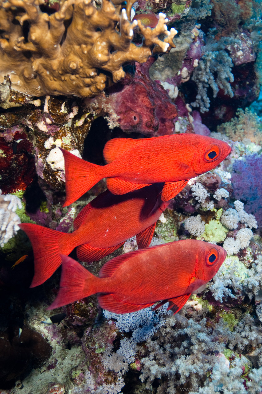 Common bigeye (Priacanthus hamrur)