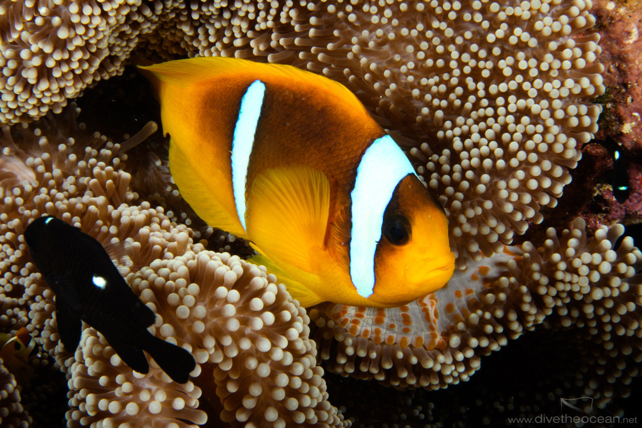 Red Sea anemonefish (Amphiprion bicinctus) & Three-spot damsel (Dascyllus trimaculatus)