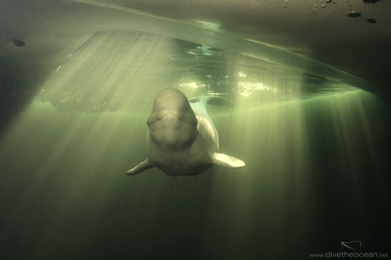 White Whale (Delphinapterus leucas)