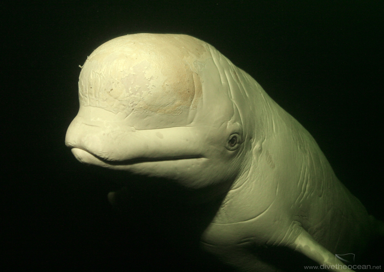 White Whale (Delphinapterus leucas)