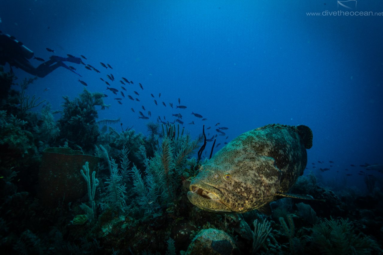 Kanic obrovský (Atlantic goliath grouper)