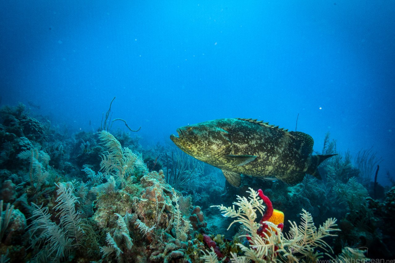 Kanic obrovský (Atlantic goliath grouper)