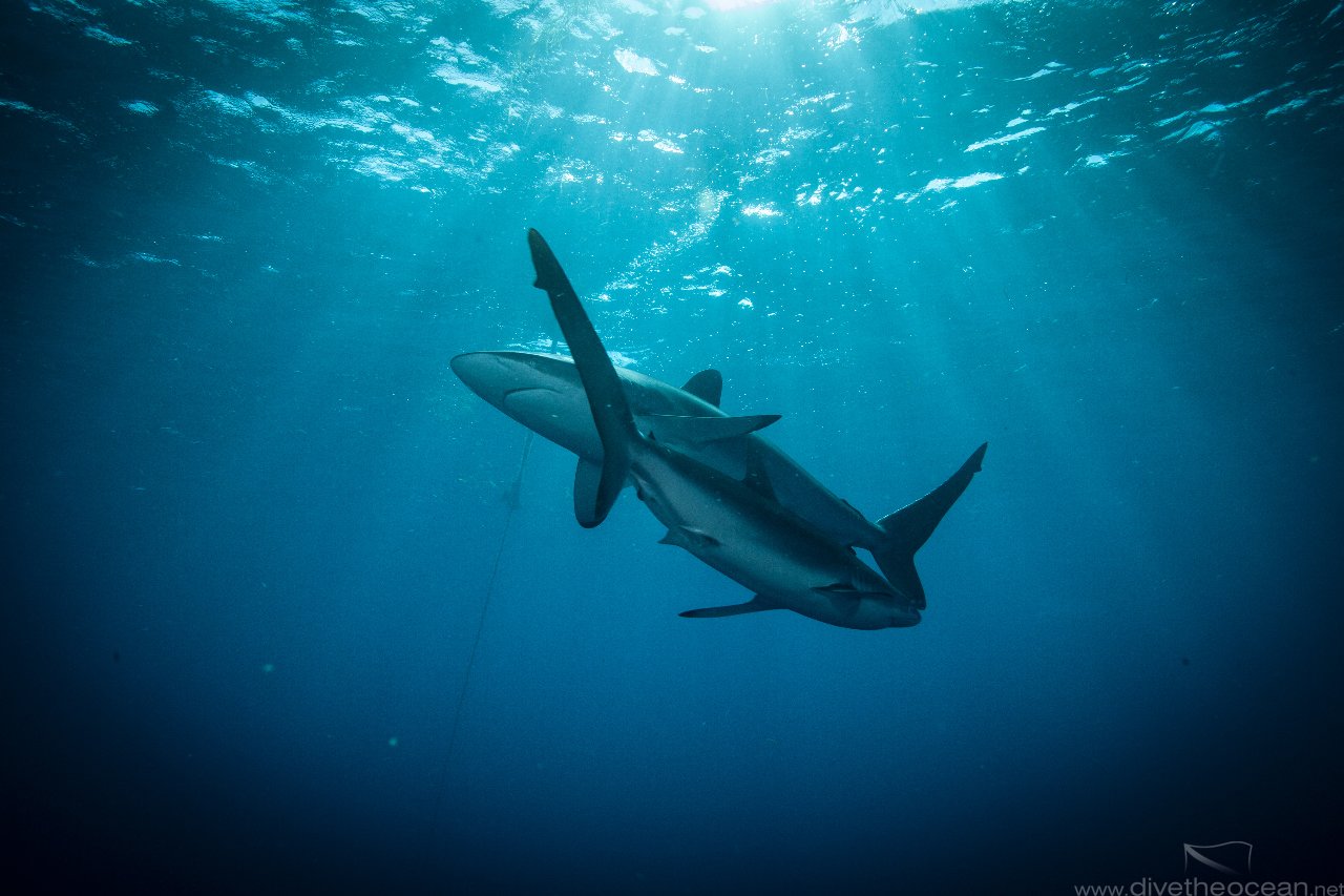 silky sharks