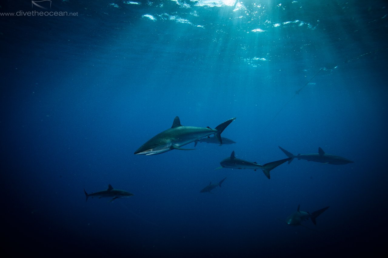 silky sharks