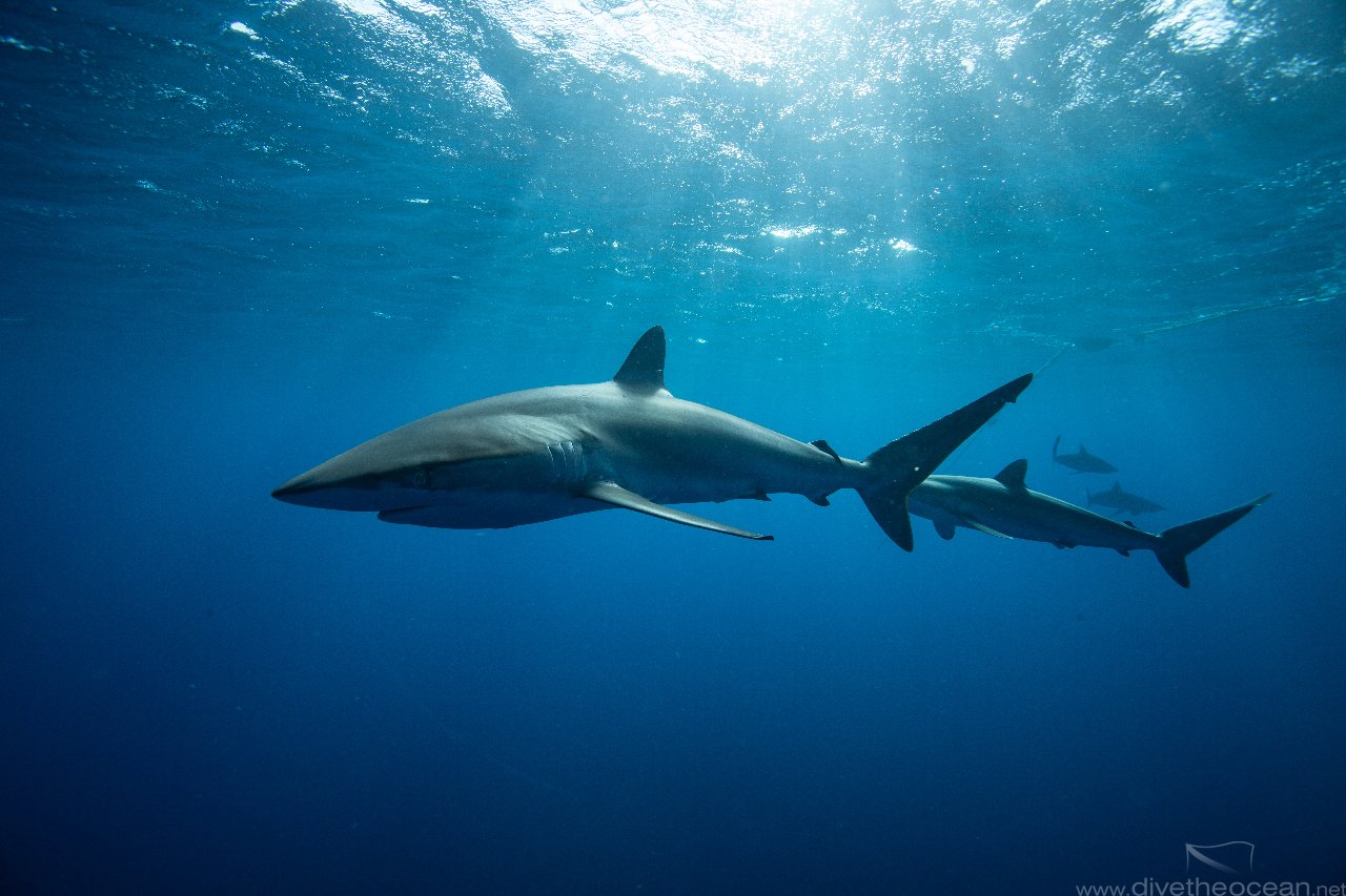 Silky sharks