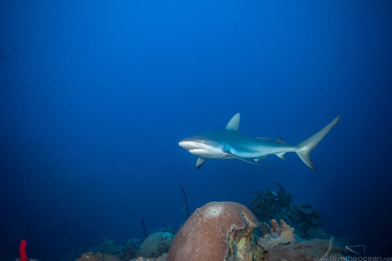 Caribbean Reef Shark