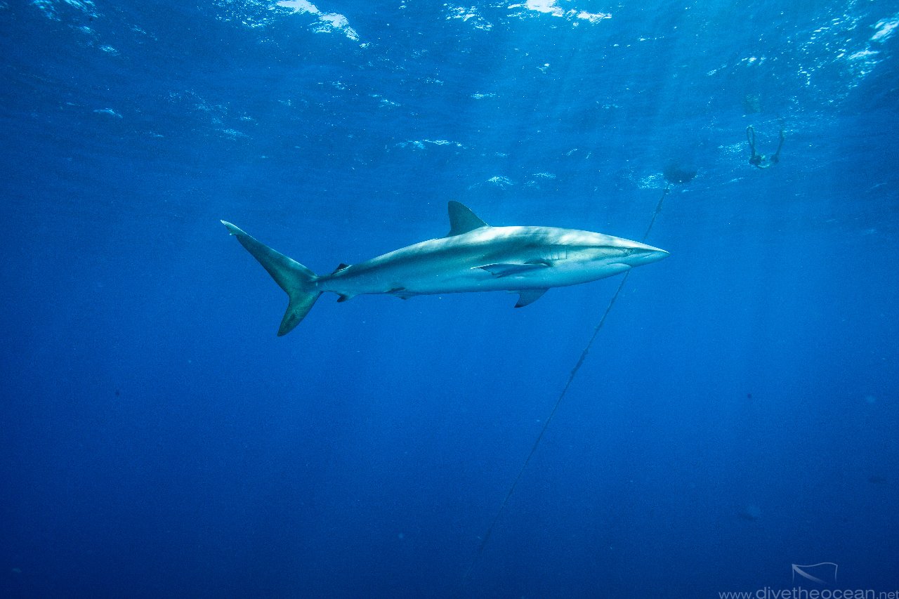 Silky sharks