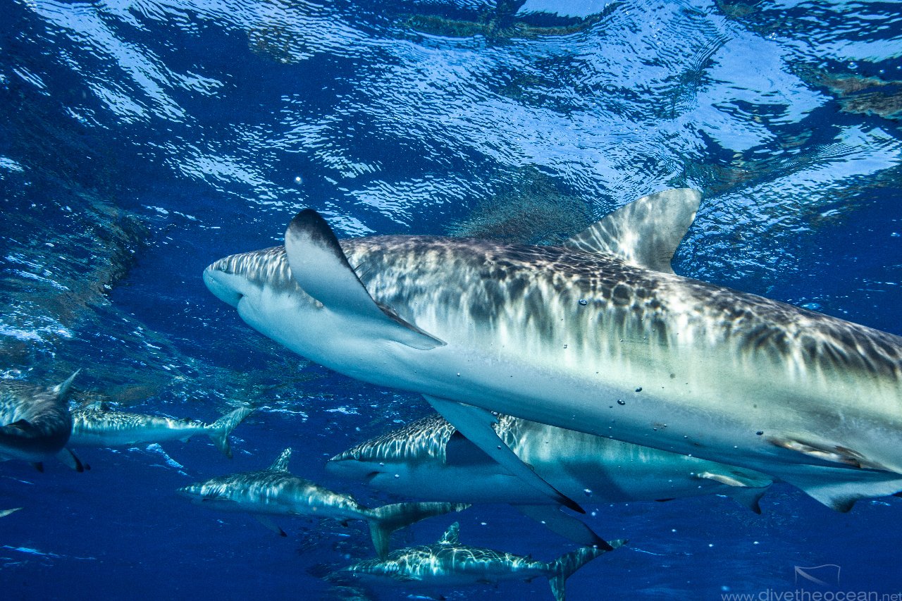 Silky sharks