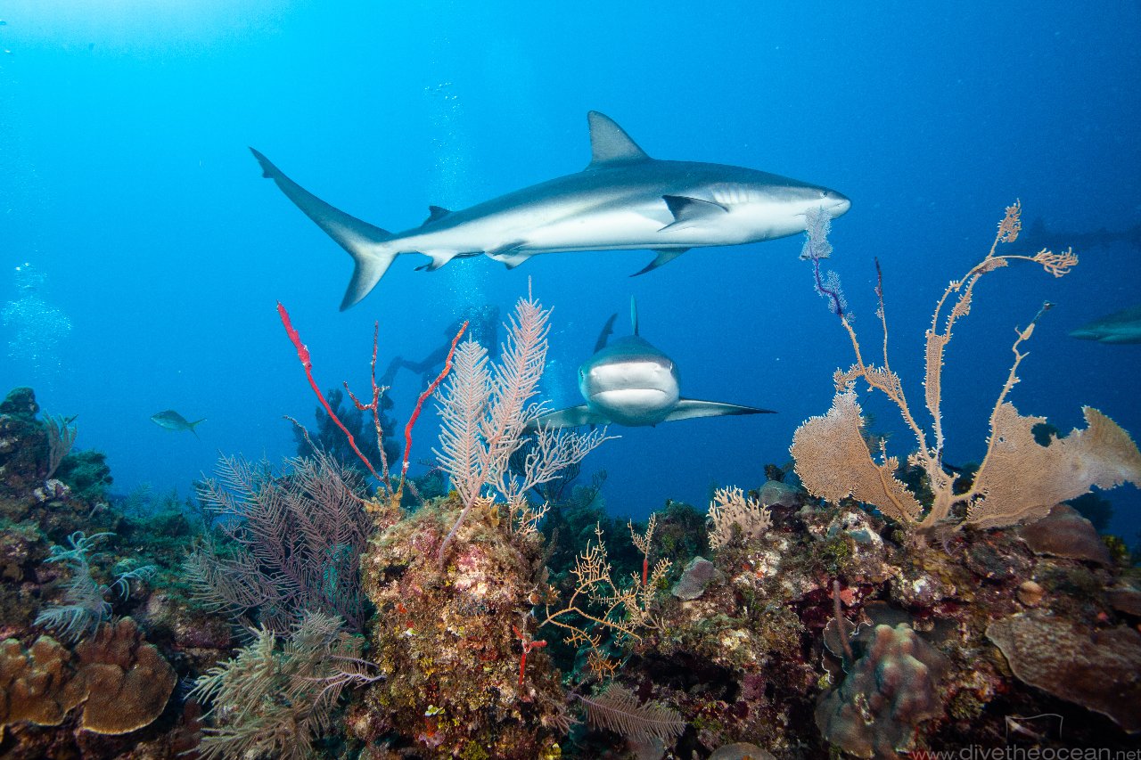 Caribbean Reef Shark