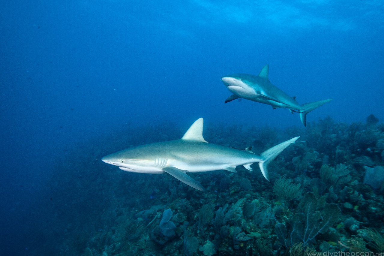 caribbean Reef Shark