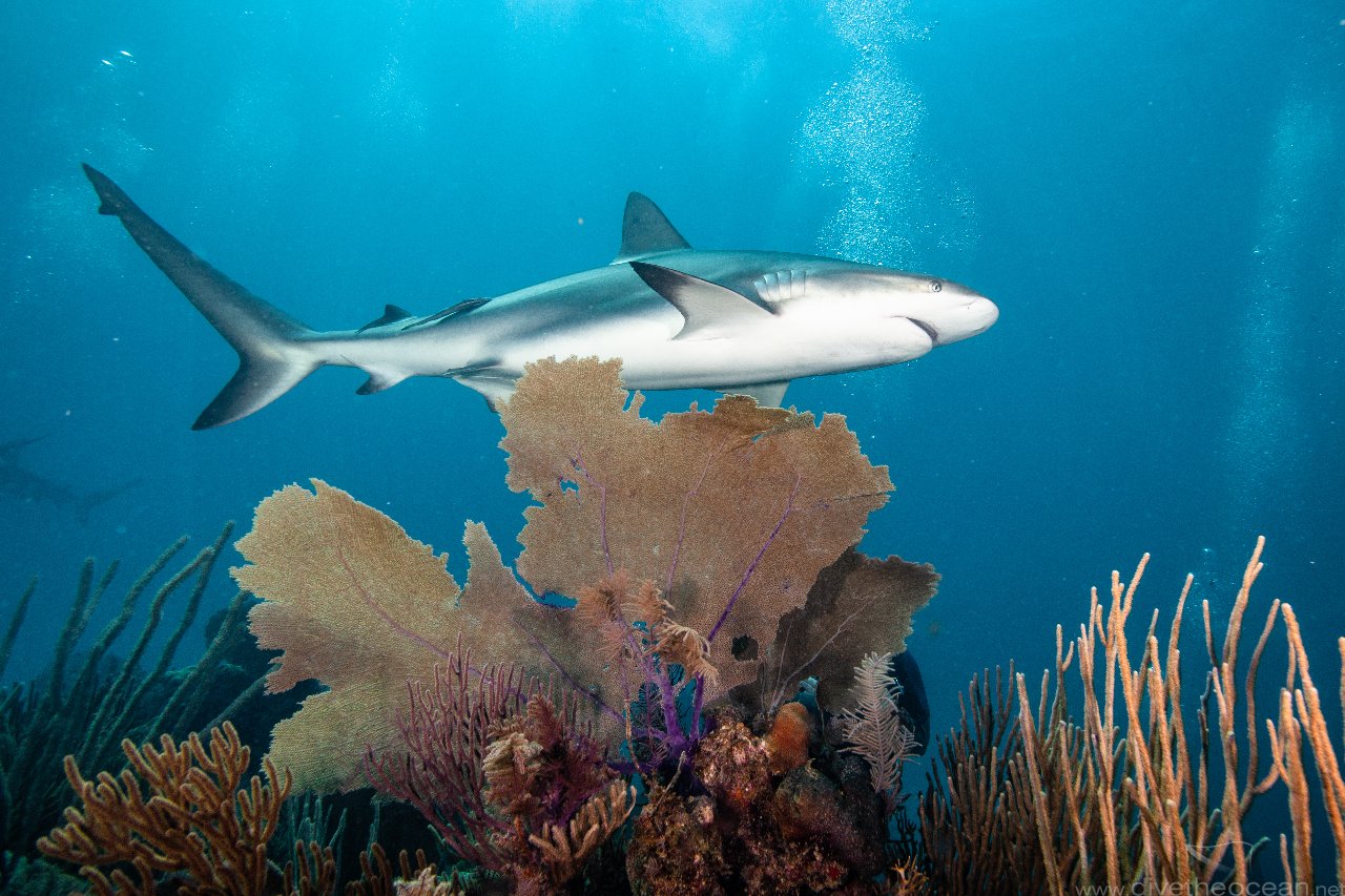 Caribbean Reef Shark