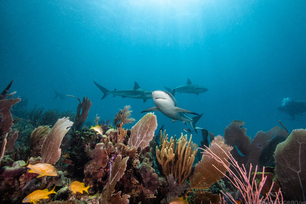 Caribbean Reef Shark