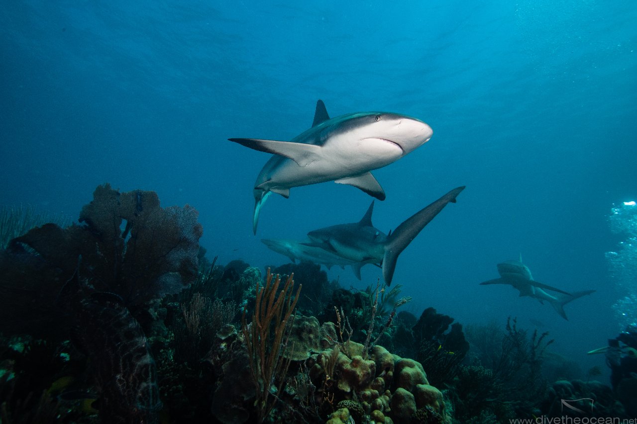 Caribbean Reef Shark