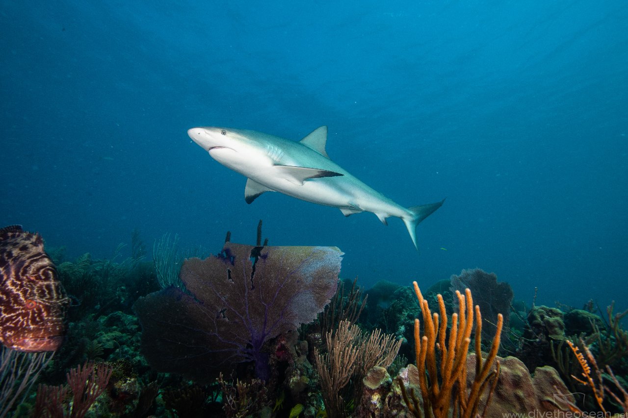 Caribbean Reef Shark