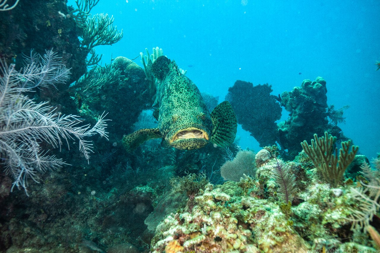 Kanic obrovský (Atlantic goliath grouper)