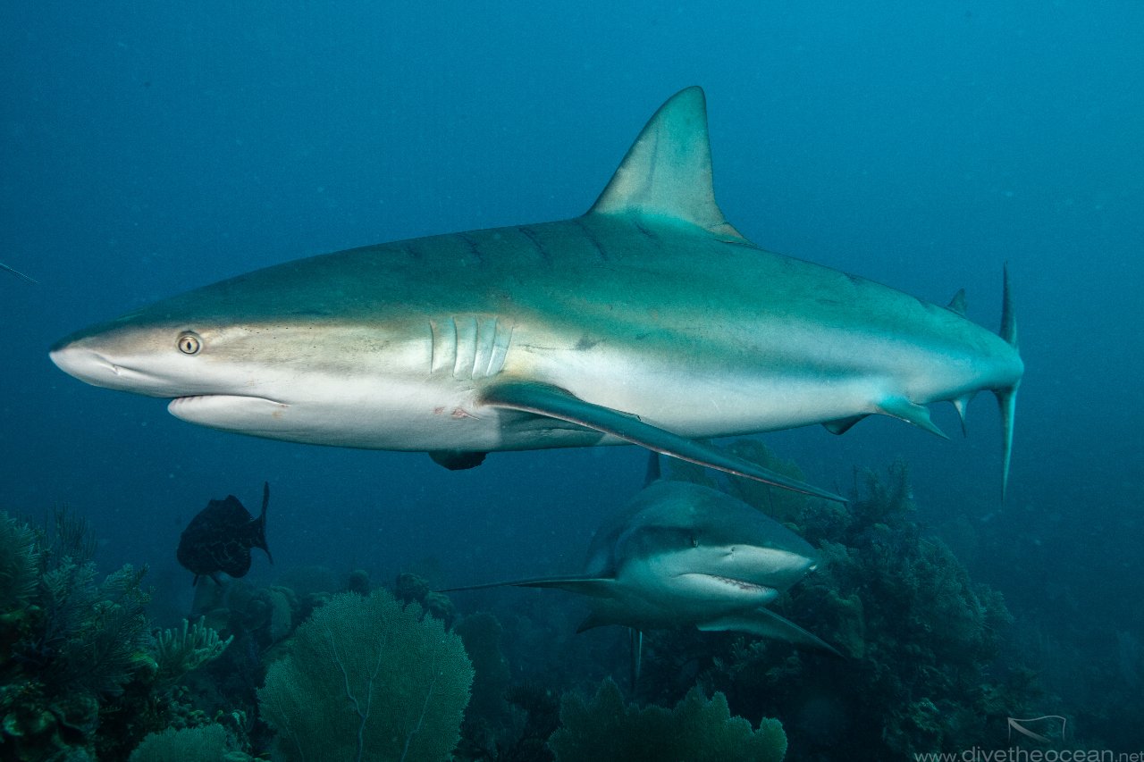 Caribbean Reef Shark