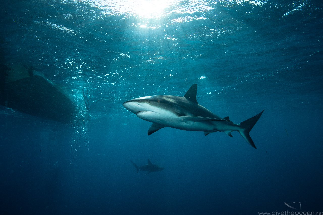 Silky sharks