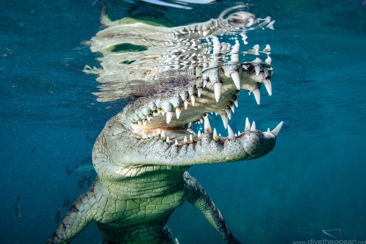 American crocodile