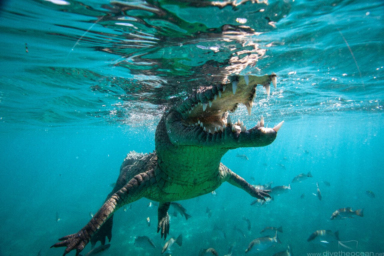 American crocodile