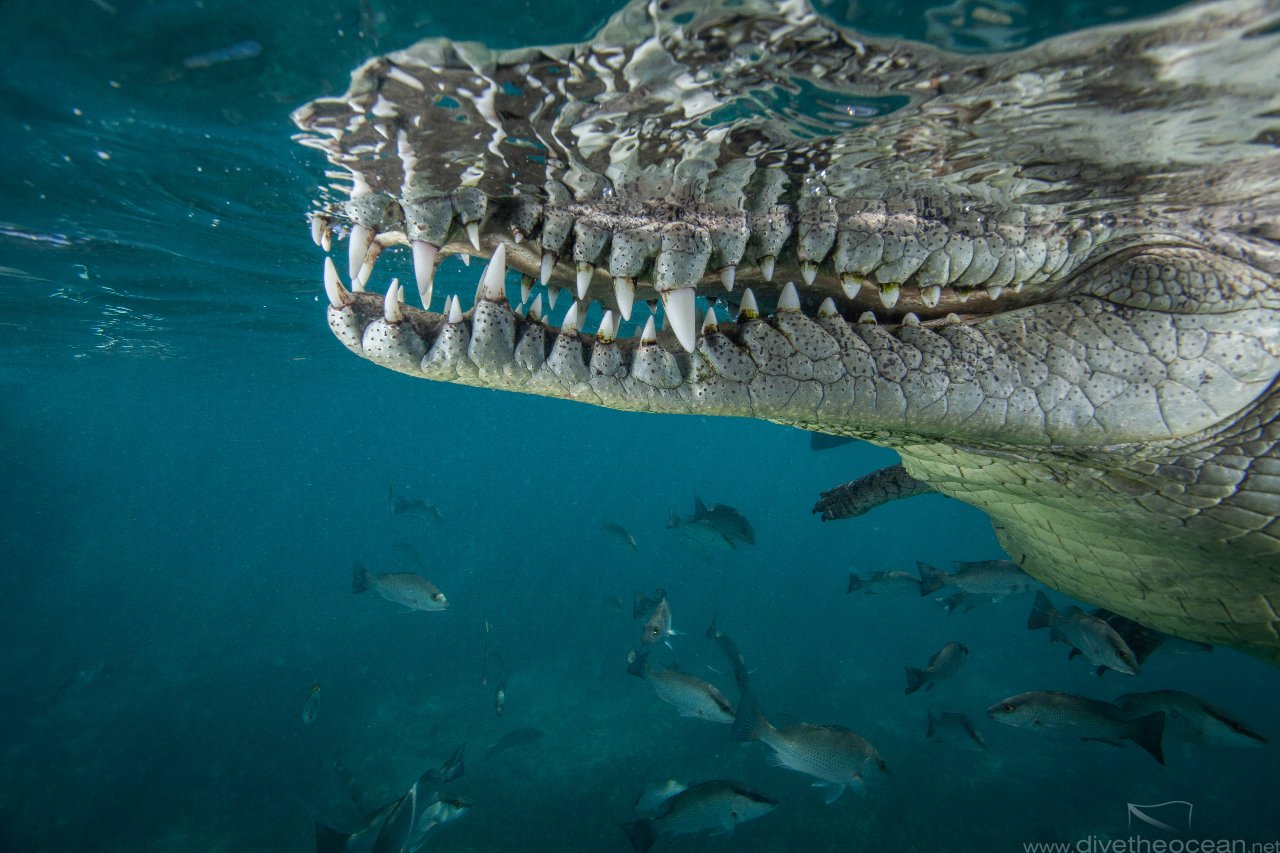 American crocodile