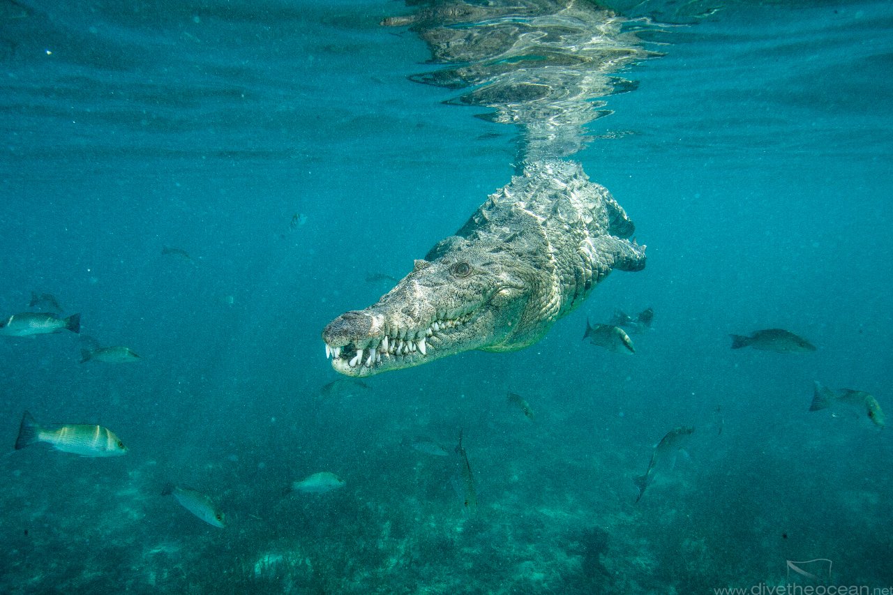 American crocodile