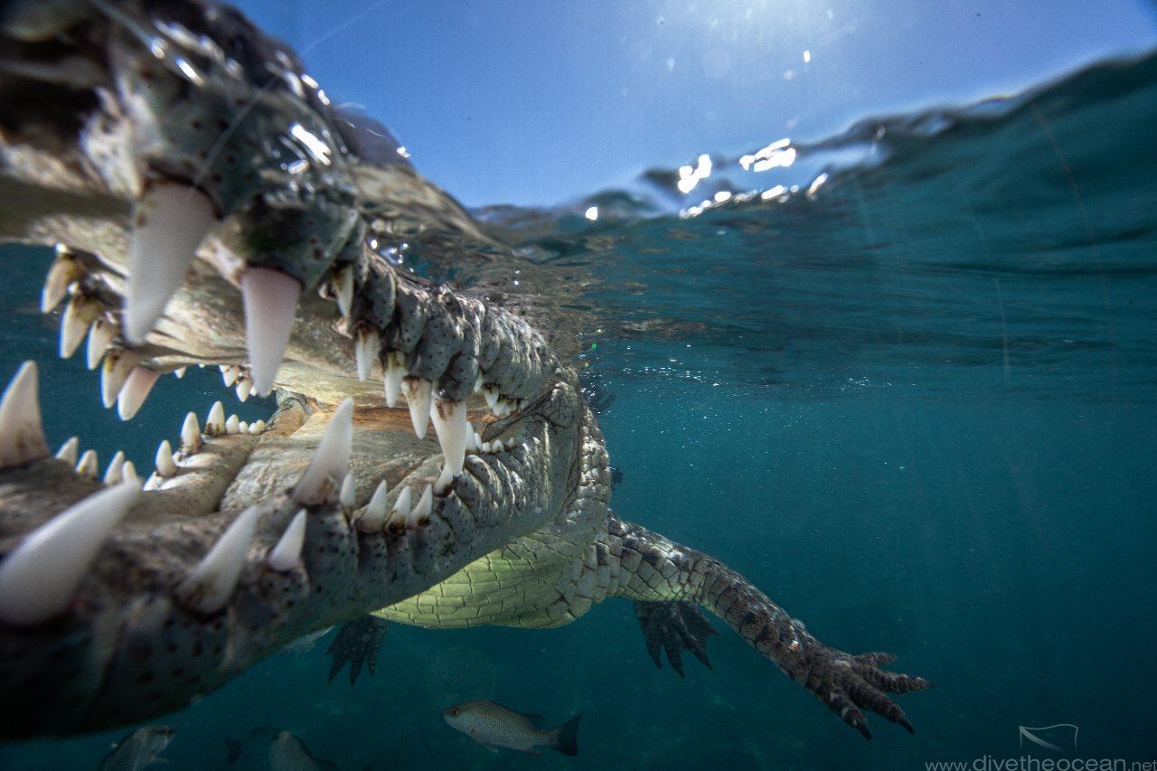 American crocodile