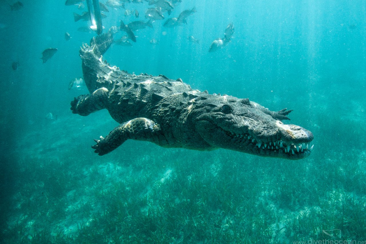 American crocodile