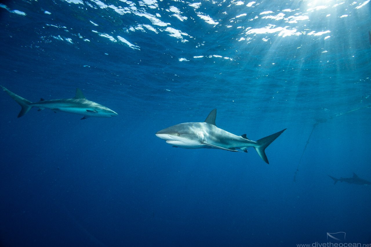 Silky sharks