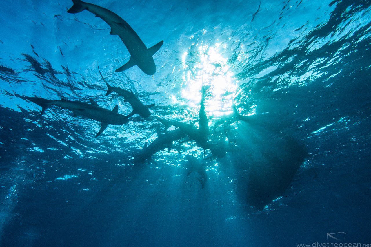 Caribbean Reef Shark