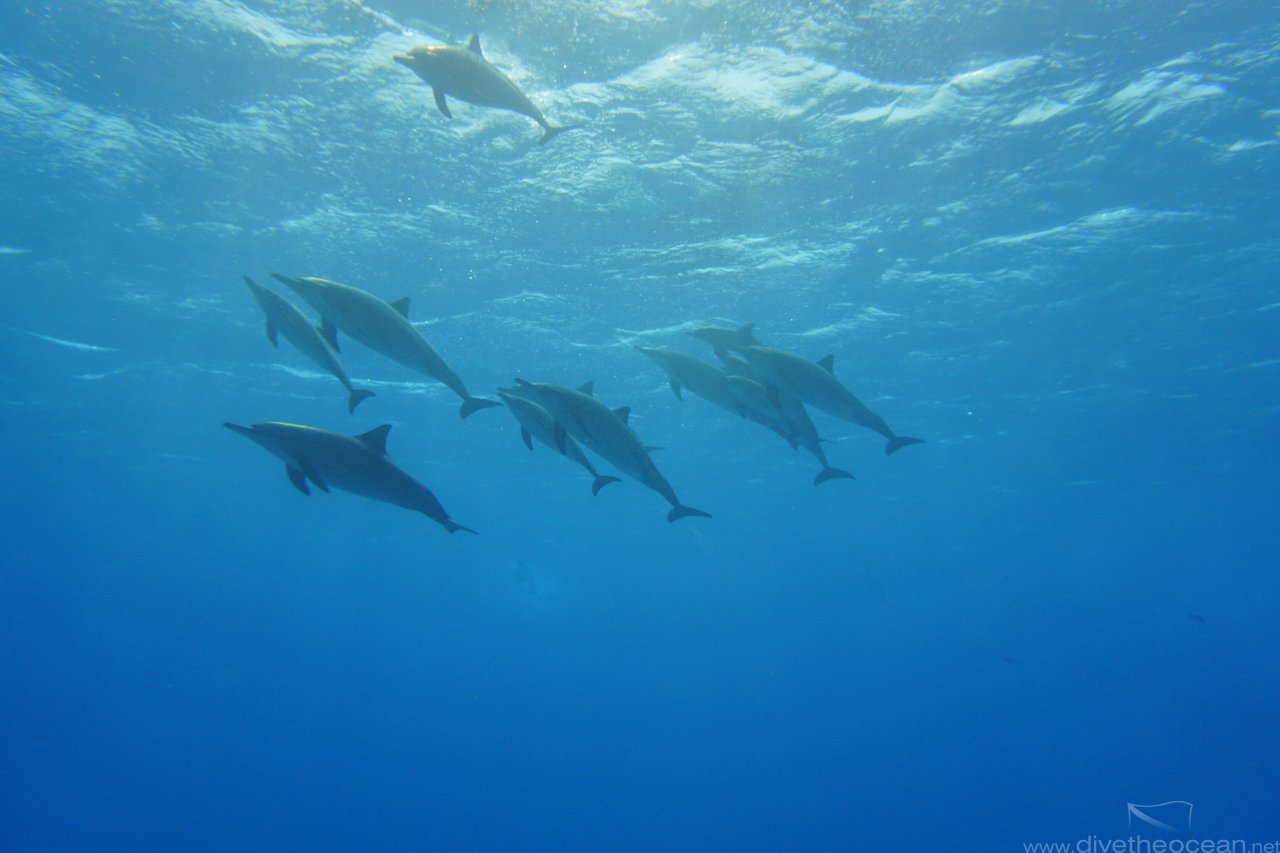 Dolphins again
