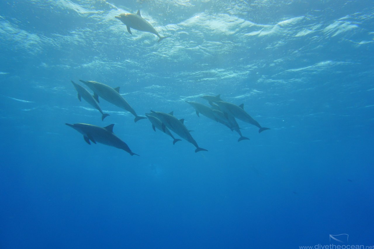 Dolphins again