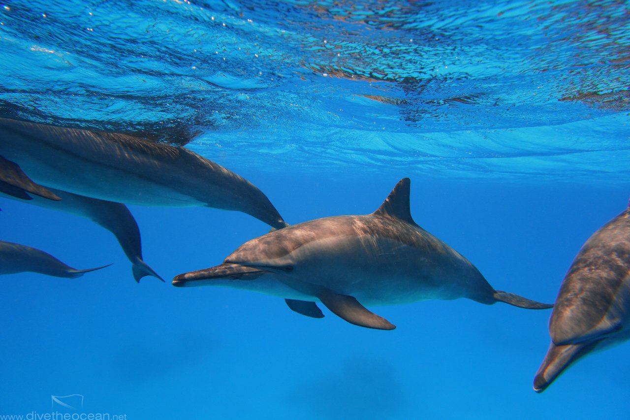 Dolphins