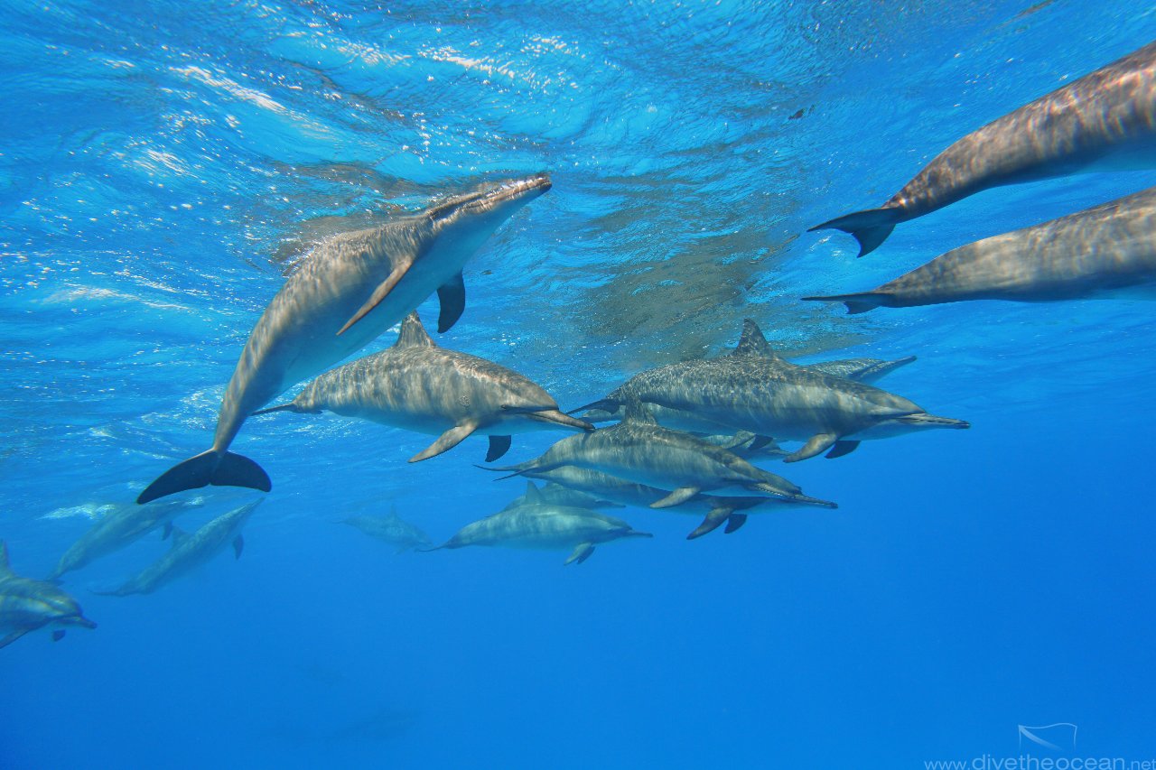 Dolphins