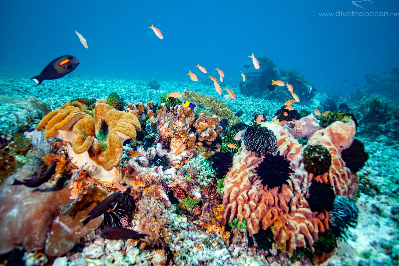 Coral Life Komodo