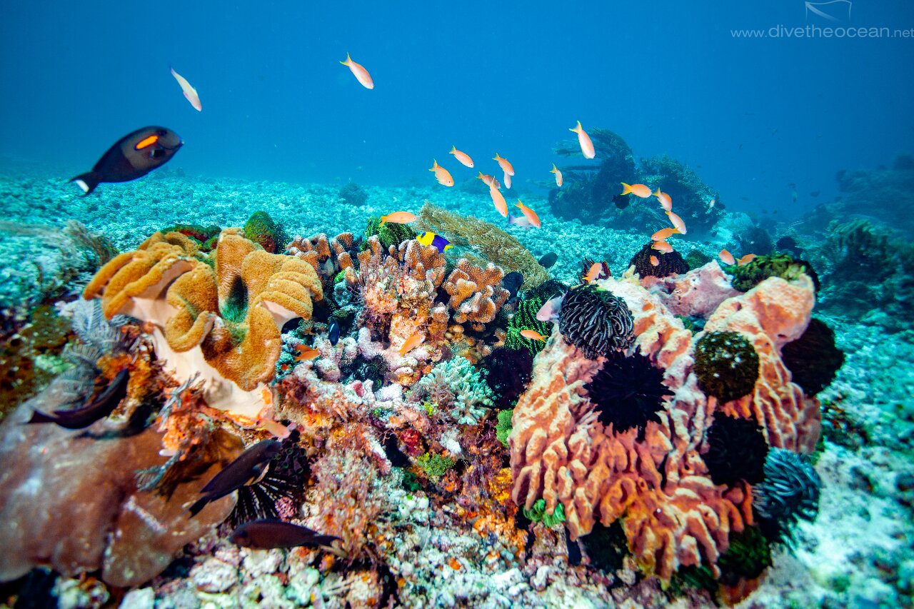 Coral island - Komodo