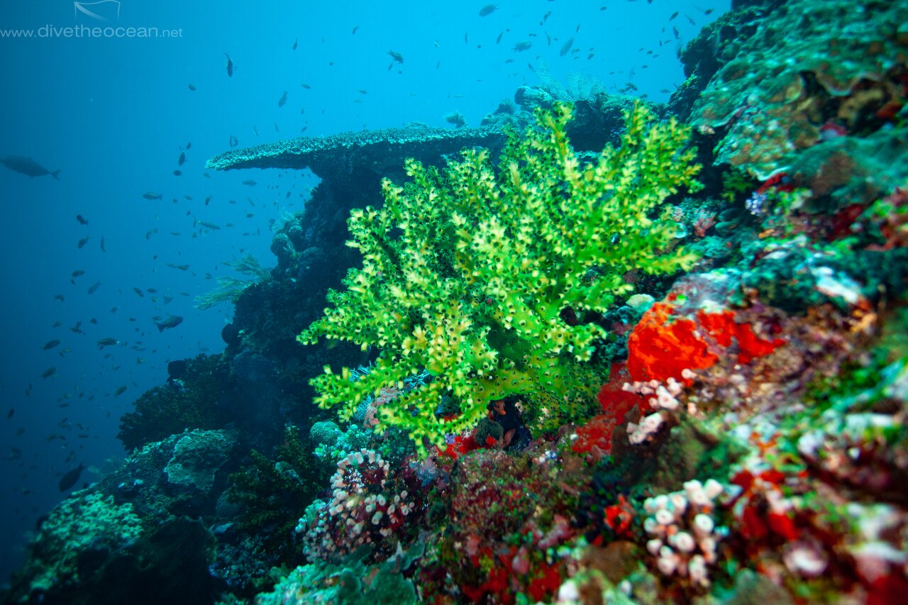 Black Sun Coral (Tubastraea micranthus)